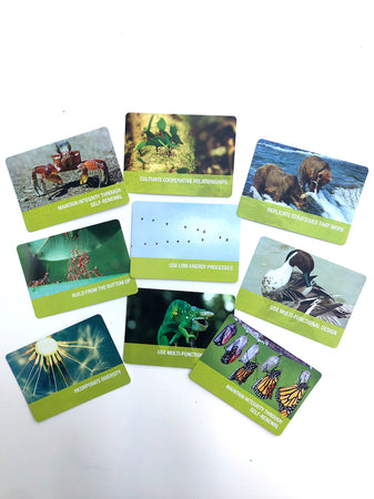 Biomimicry Leadership Cards - CODEPINK